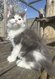 Chaton Maine Coon