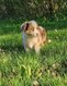 Border collie mâle brun merle