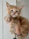 Chatons Maine Coon