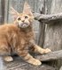 Chaton Maine Coon