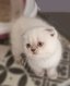 Chaton scottish fold