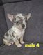 Chiot chihuahua