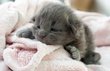 Gros oursons Maine Coon  adopter