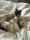 Plus qu'un chaton siamois Blue Point