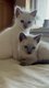 Plus qu'un chaton siamois Blue Point