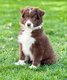 Berger australien mâles avec pedigree