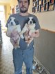 Chiots Saint Bernard