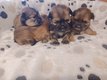 Superbes chiots shitzu