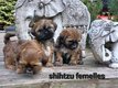 Superbes chiots shitzu