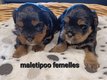 Superbes maltipoo