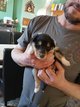 Chiots colley