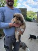 Chiots colley