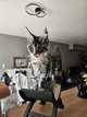 Maincoon