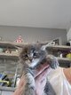 Maincoon