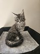 Maincoon