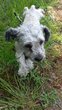 Bichon croisé