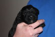 Chiots Bouvier des Flandres