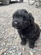 Chiots Bouvier des Flandres