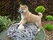 Superbes chiots Shiba Inu