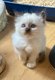 Magnifiques chatons Sacr de Birmanie