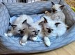 Magnifiques chatons Sacré de Birmanie