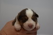 Chiots berger américain miniature à réserver
