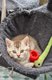 Magnifique british shorthair