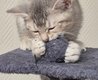 Magnifique british shorthair