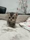 Magnifique british shorthair
