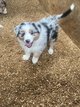 Chiots Berger Australien