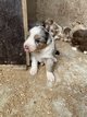Chiots Berger Australien