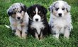 Magnifiques Bergers Australiens