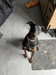 Femelle doberman