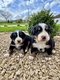 Chiots Bouvier Bernois