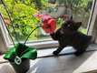 Femellles british shorthair : Lillac et black