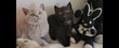 British shorthair : Lillac  , bleu ,  black et...