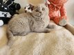 Femellles british shorthair : Lillac et black