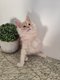 Maine Coon disponible a la réservation