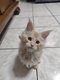 Maine Coon disponible a la réservation