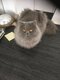 Chat British longhair disponible.Date de...
