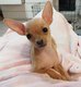 Trois petites filles adorables chihuahua