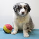 Chiots Border Collie