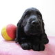 Cocker anglais - chiots de différentes couleur