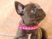 Bouledogues français bleus avec pédigrée