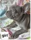 Bouledogues français lilac