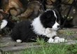 Border collie femelle lignée beauté