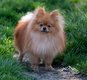 Magnifique spitz pommériane disponible pour...