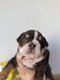 Bouledogue anglais
