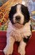 Chiots terre neuve  reserver