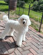 Caniche standard femelle